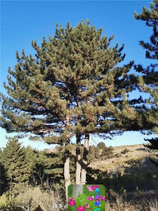 河北油松苗木什么时候种植比较好