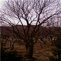 山丁子基地&河北山丁子销售 