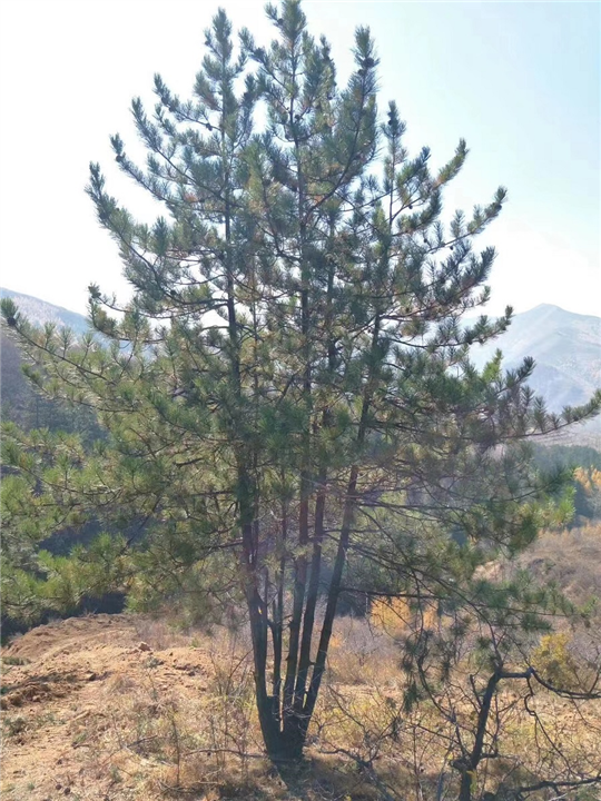 如何提高油河北松苗木的成活率