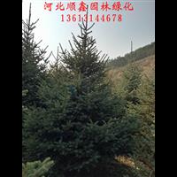 云杉供应价格、河北围场云杉