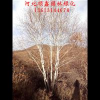 承德白桦树#河北丛生白桦