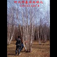 供应白桦树#河北承德白桦
