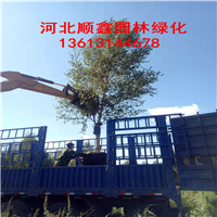 白桦树-河北单株白桦
