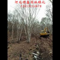 独杆白桦一棵多少钱？河北独杆白桦