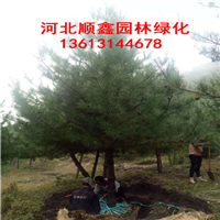 云杉批发~河北云杉