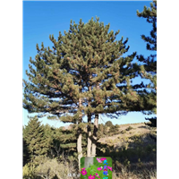 河北油松苗木什么时候种植比较好