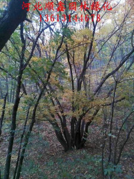 承德五角枫基地#河北丛生五角枫