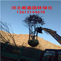 河北承德蒙古栎-围场蒙古栎
