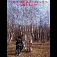 供应优质苗木￥河北暴马丁香|河北山丁子