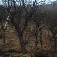 山丁子苗批发价格-河北山丁子基地