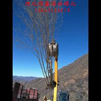 丛生五角枫#哪里有出售五角枫