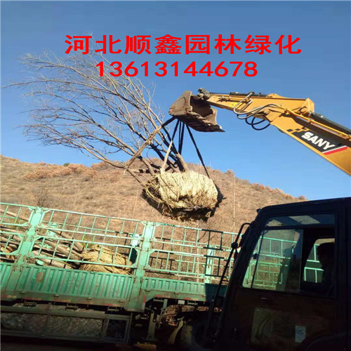 蒙古栎批发价格￥河北蒙古栎