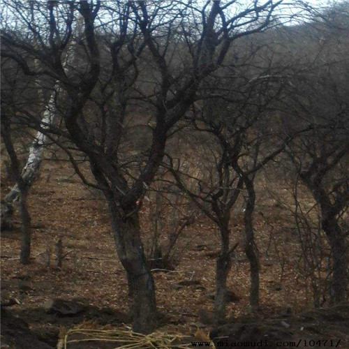 山丁子苗批发价格-河北山丁子基地