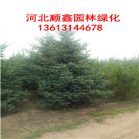云杉一棵多少钱？河北云杉