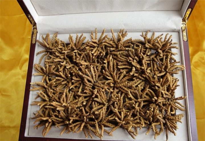 金华冬虫夏草购物卡回收分享茅台酒条码知识