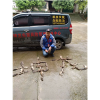 永州灭鼠、永州灭蟑螂 