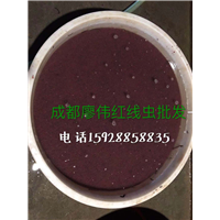四川红线虫批发