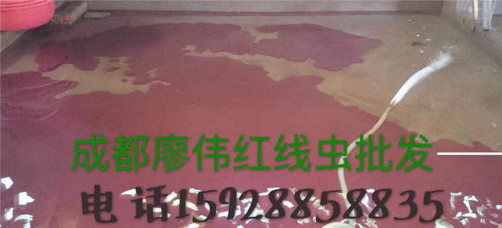 四川红线虫批发