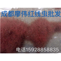 四川红线虫批发
