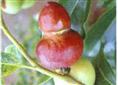 葫芦枣、沧州枣树苗|沧州优质枣树|河北枣树苗