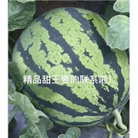 今日河南西瓜产地持续供应 