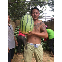 河南西瓜代办价格 