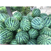 东北甜王西瓜代办