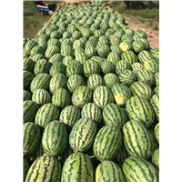 开封无籽西瓜是怎么进行培育出来的 
