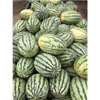河南5月份西瓜大量上市 