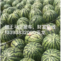 河南甜王西瓜成熟采摘季节 
