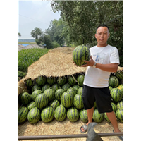 通许美都西瓜代办