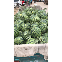 河南美都西瓜批发