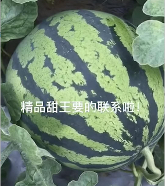 今日河南西瓜产地持续供应 