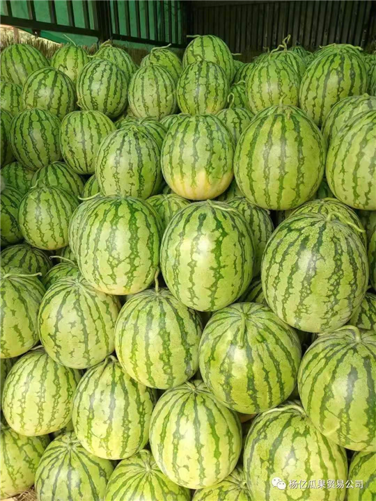 如何知道西瓜到底成熟还是不成熟呢 