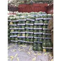 西瓜为什么需要整枝 