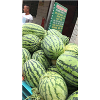 河南西瓜代收真方便 