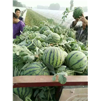 开封京欣西瓜代办，开封西瓜
