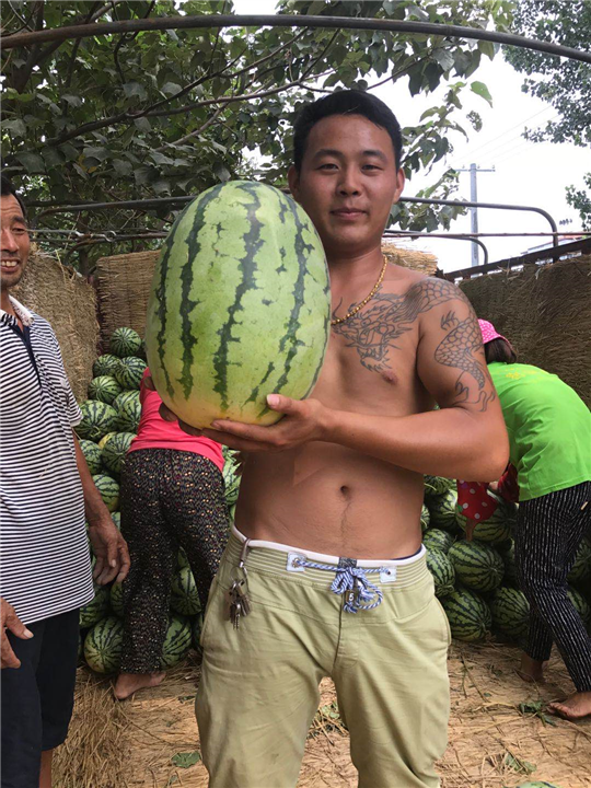 河南西瓜代办价格 