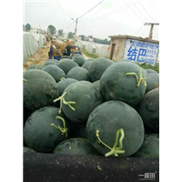 开封西瓜代办，开封西瓜批发