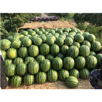 开封西瓜产地食用西瓜有哪些禁忌 