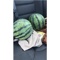 通许美都西瓜代办 