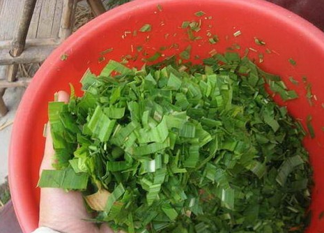 巨菌草饲料 