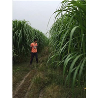 收割巨菌草 