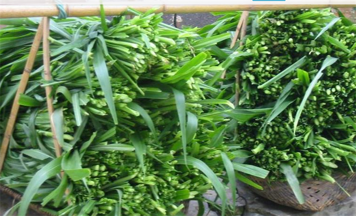 巨菌草养鱼