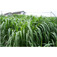 陕西可以种植巨菌草吗 