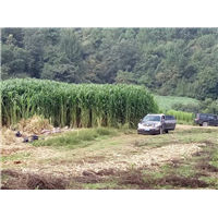巨菌草利用方式