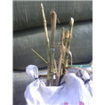 巨菌草种苗发货 