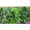 巨菌草养鱼