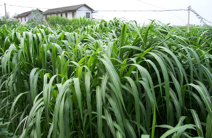 陕西可以种植巨菌草吗 