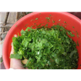 巨菌草饲料 